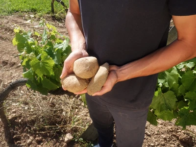 Galets sur le vignoble de Château La Reyne, en AOC Cahors.