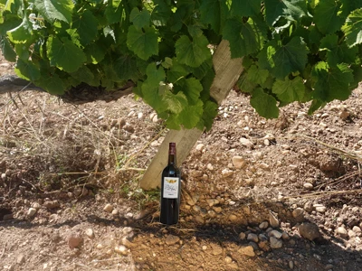 La cuvée Vent d'Ange, de Château La Reyne, sur son terroir de l'AOC Cahors.