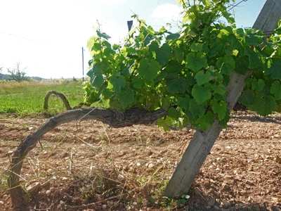Cep de vigne, sur le vignoble de Château La Reyne, en AOC Cahors.